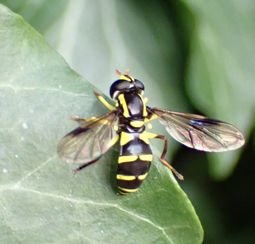  Xanthogramma pedissequum sensu stricto