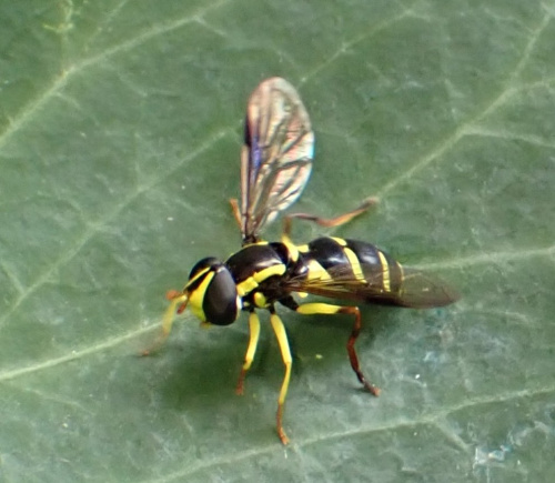  Xanthogramma pedissequum sensu stricto