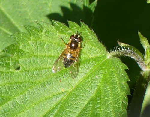  Epistrophe eligans