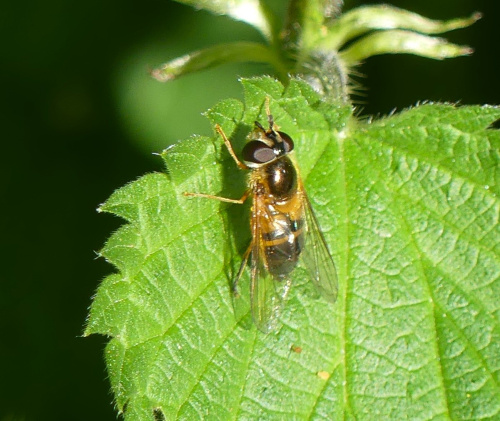  Epistrophe eligans