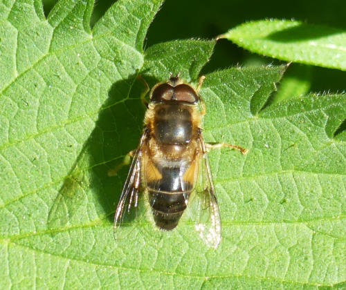  Eristalis pertinax
