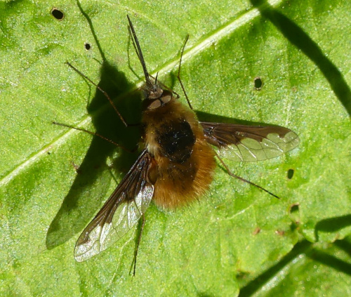 Dark-edged Bee-fly Bombylius major