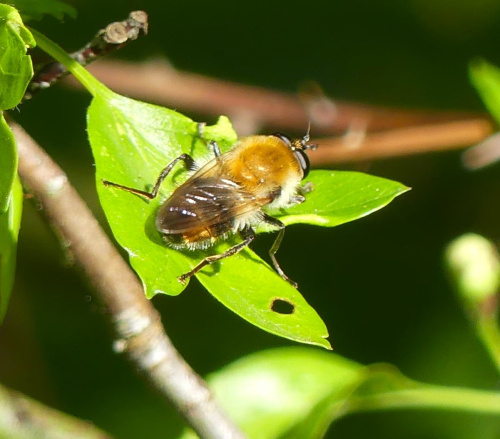  Criorhina floccosa