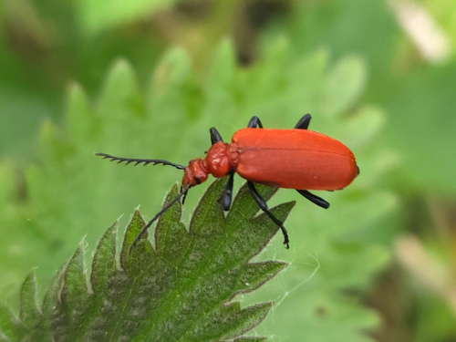 Common Cardinal Beetle Pyrochroa serraticornis