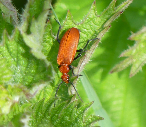 Common Cardinal Beetle Pyrochroa serraticornis