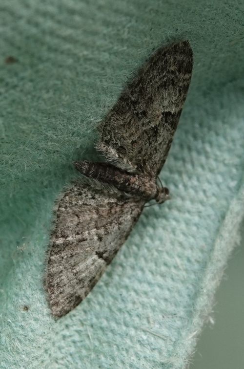 Oak-tree Pug Eupithecia dodoneata