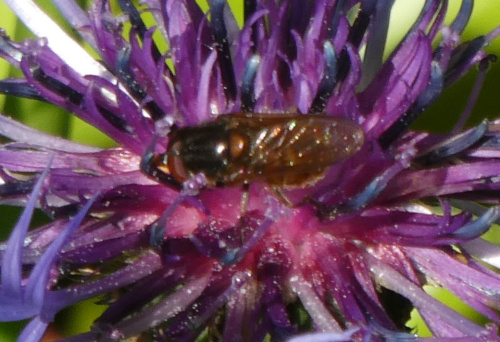  Rhingia campestris