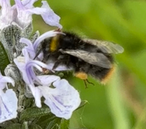 Early Bumblebee Bombus pratorum