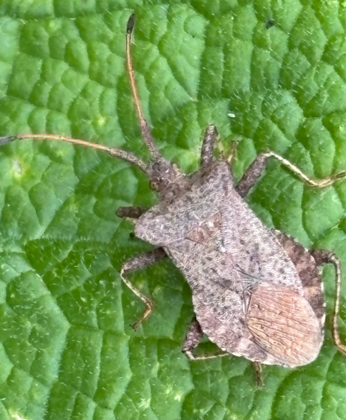 Dock Bug Coreus marginatus