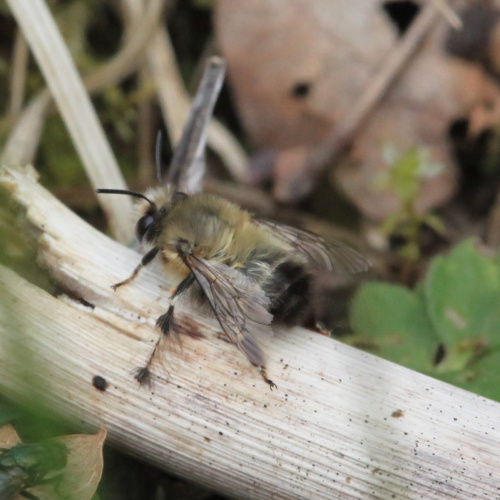 Hairy-footed Flower Bee Anthophora plumipes