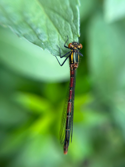 Large Red Damselfly Pyrrhosoma nymphula