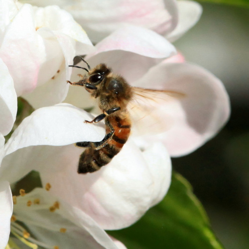 Western Honey Bee Apis mellifera