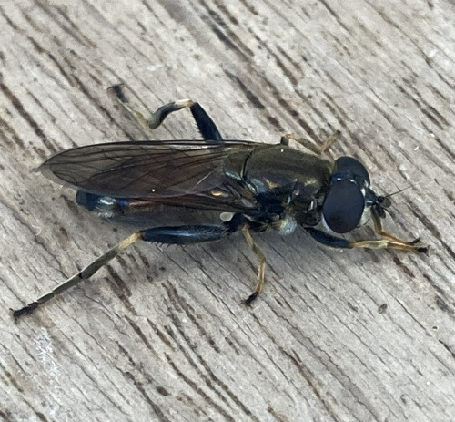  Xylota segnis