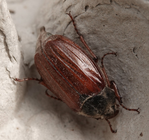 Common Cockchafer Melolontha melolontha