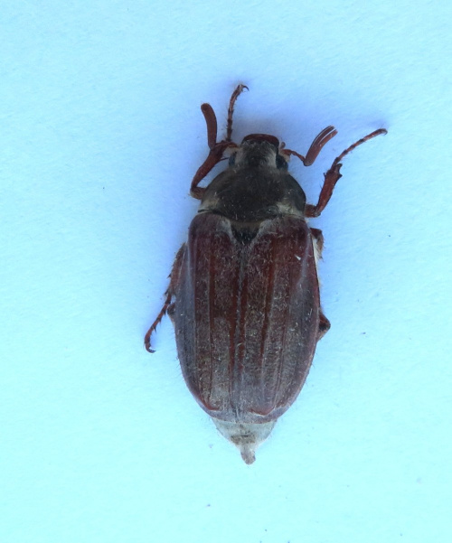 Common Cockchafer Melolontha melolontha