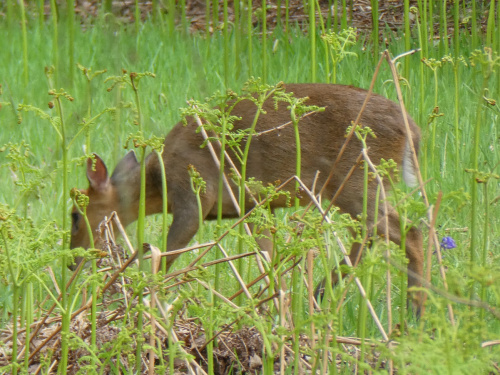 Chinese Muntjac Muntiacus reevesi