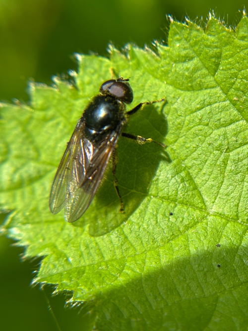  Cheilosia albitarsis sens.lat.