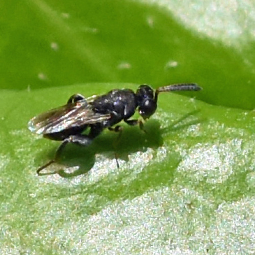  Haltichella rufipes