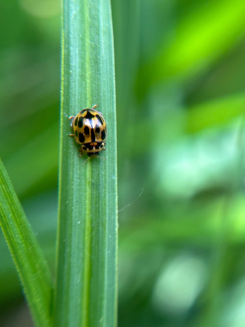14-spot Ladybird Propylea quattuordecimpunctata