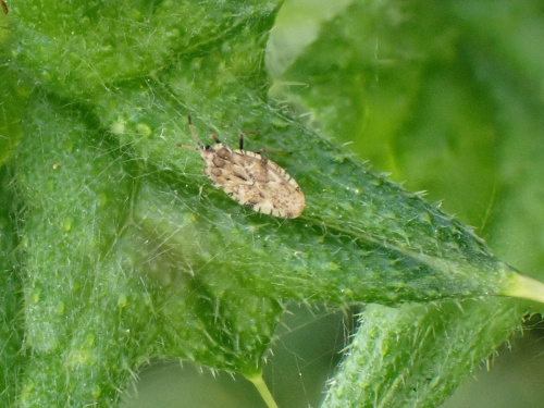 Spear Thistle Lacebug Tingis (Tingis) cardui