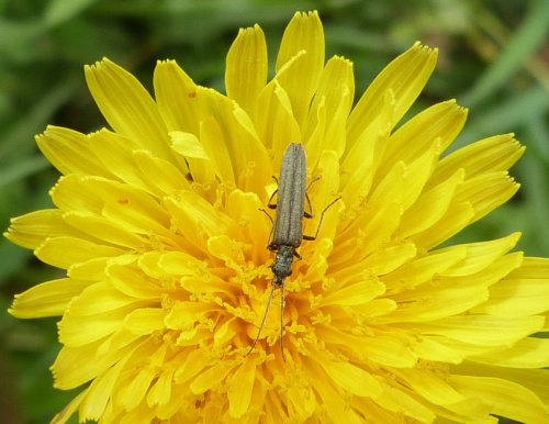  Oedemera lurida