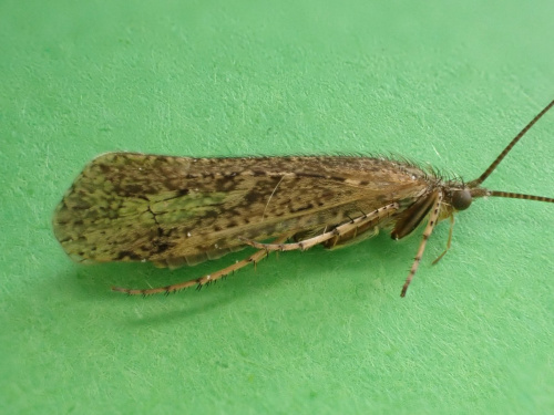 Limnephilus affinis