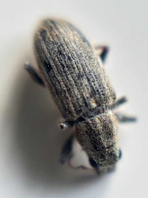  Sitona