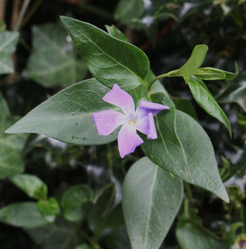 Greater Periwinkle Vinca major