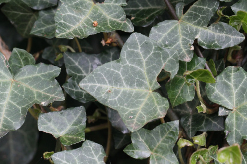 Common Ivy | NatureSpot