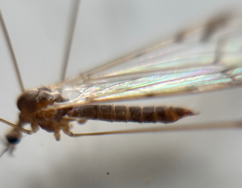  Dicranomyia chorea