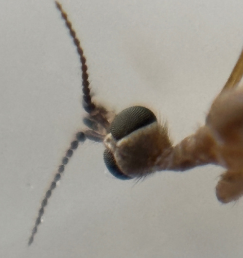  Dicranomyia chorea