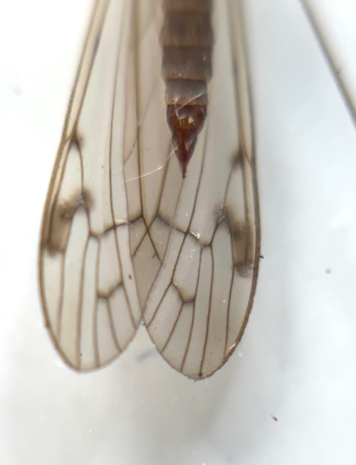  Dicranomyia chorea