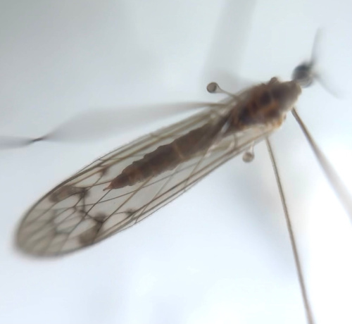  Dicranomyia chorea