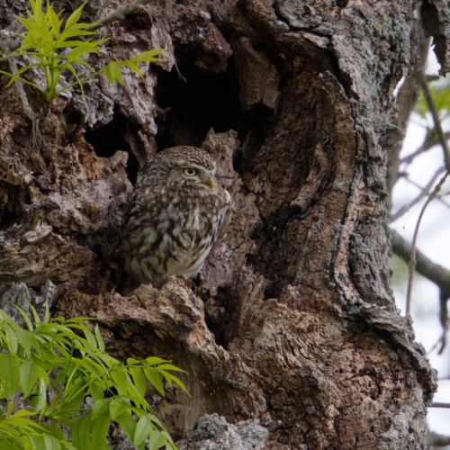 Little Owl Athene noctua