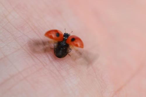 2-spot Ladybird Adalia bipunctata