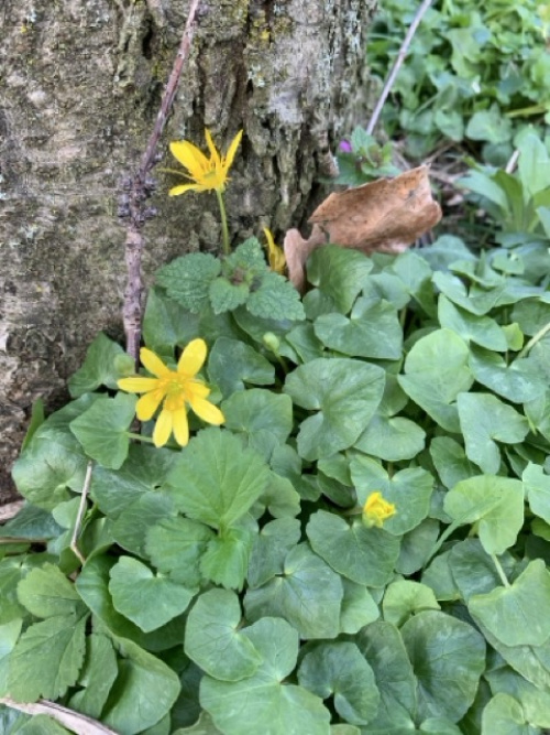 Lesser Celandine Ranunculus ficaria