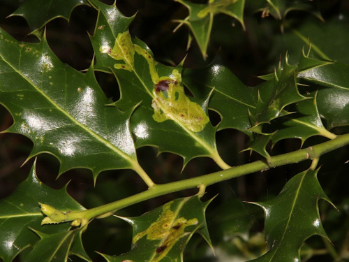 Holly Leaf Gall Fly Phytomyza ilicis