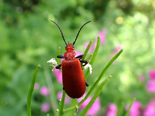 Common Cardinal Beetle Pyrochroa serraticornis