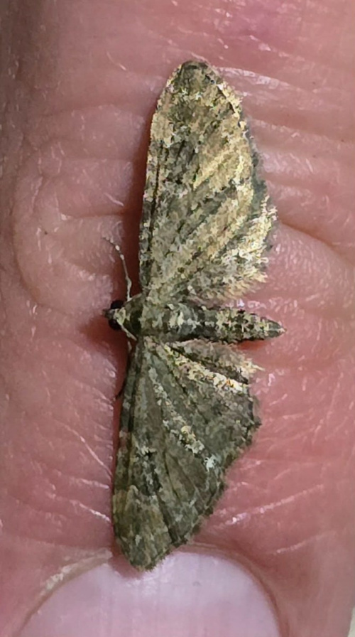 Common Pug Eupithecia vulgata