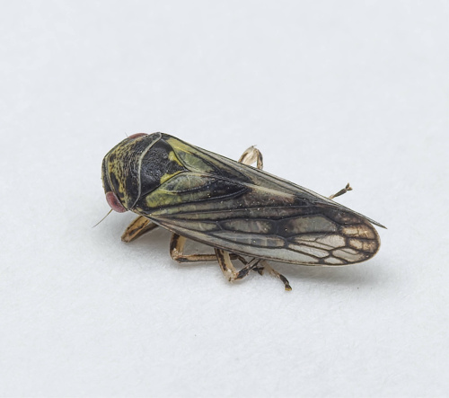  Oncopsis flavicollis