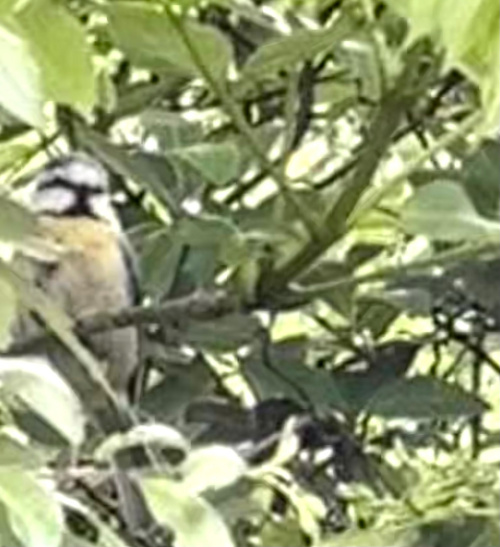 Blue Tit Cyanistes caeruleus