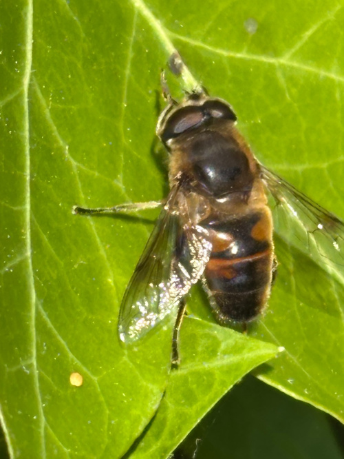  Eristalis tenax