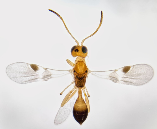  Leiophron apicalis