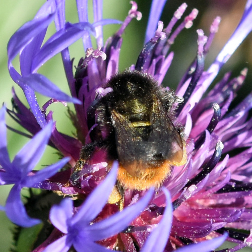 Red-tailed Bumblebee Bombus lapidarius