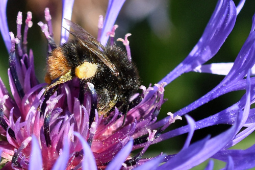 Red-tailed Bumblebee Bombus lapidarius