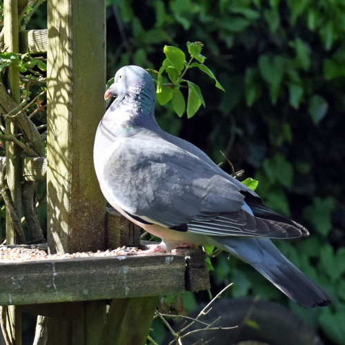 Woodpigeon Columba palumbus