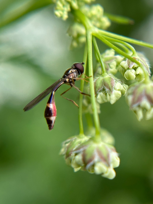  Baccha elongata