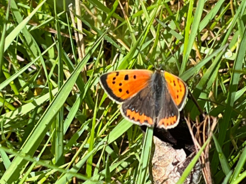 Small Copper Lycaena phlaeas
