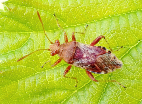  Rhopalus (Rhopalus) subrufus