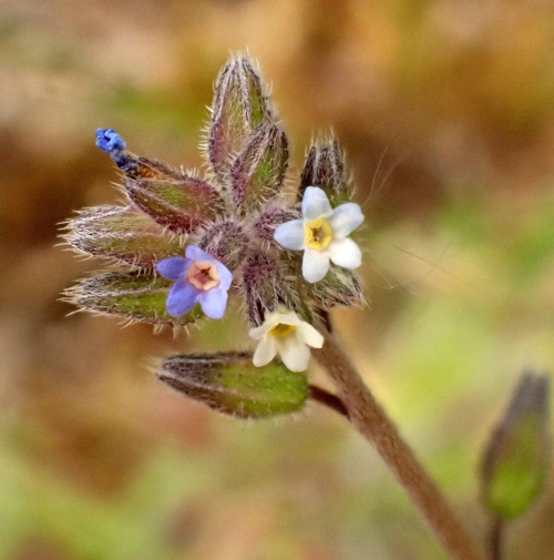 Changing Forget-me-not Myosotis discolor